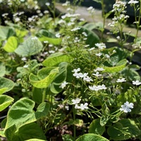 Brunnera macrophylla 'Betty Bowring'